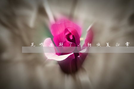 花呗逾期了还能恢复正常使用吗
