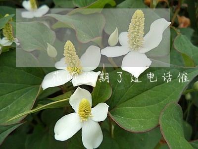 花呗逾期了遭电话催 花呗逾期了遭电话催