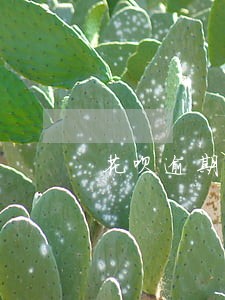 花呗逾期了银行卡有钱会马上扣款