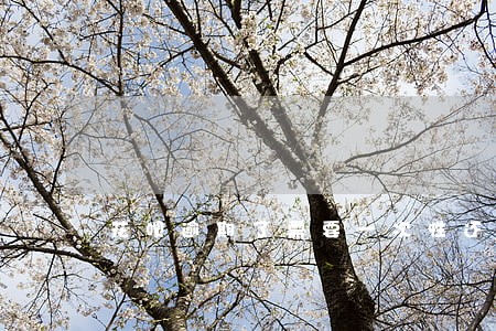 花呗逾期了需要一次性还清 花呗逾期了需要一次性还清