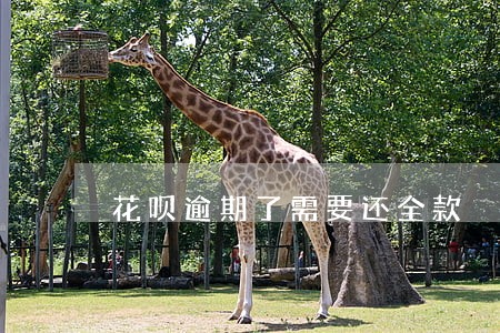 花呗逾期了需要还全款 花呗逾期了需要还全款