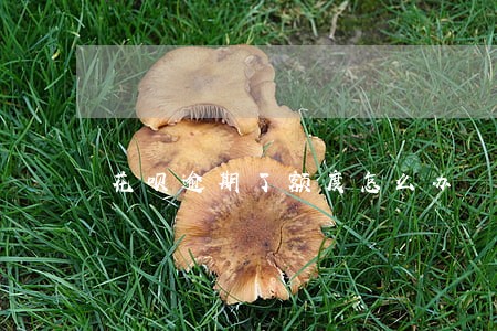 花呗逾期了额度怎么办 花呗逾期了额度怎么办