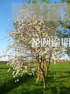花呗逾期了额度还会不会涨起来 花呗逾期了额度还会不会涨起来