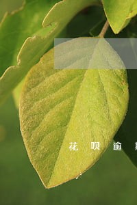 花呗逾期了额度还涨了为什么 花呗逾期了额度还涨了为什么