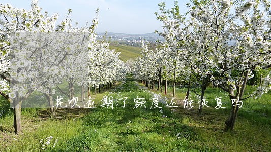 花呗逾期了额度还能恢复吗 花呗逾期了额度还能恢复吗