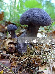 花呗逾期二个月还进去还有额度吗 花呗逾期二个月还进去还有额度吗
