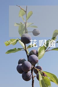 花呗逾期二十分钟还了会上征信吗 花呗逾期二十分钟还了会上征信吗