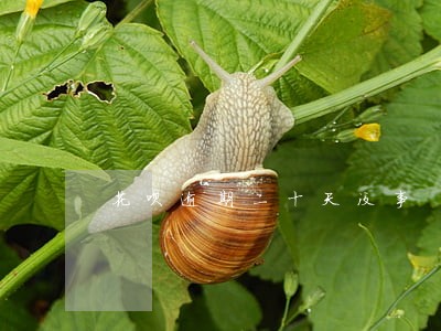 花呗逾期二十天没事 花呗逾期二十天没事