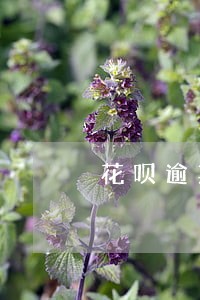 花呗逾期二十天还清后还能用吗 花呗逾期二十天还清后还能用吗