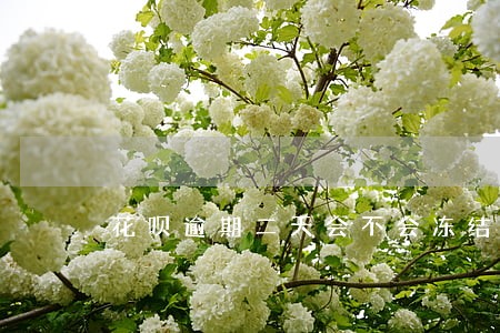 花呗逾期二天会不会冻结额度 花呗逾期二天会不会冻结额度