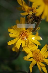 花呗逾期二年怎样恢复 花呗逾期二年怎样恢复