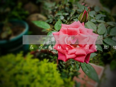 花呗逾期二年罚息能协商吗 花呗逾期二年罚息能协商吗