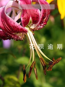 花呗逾期二年还清以后还可以用吗 花呗逾期二年还清以后还可以用吗