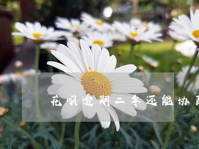 花呗逾期二年还能协商吗