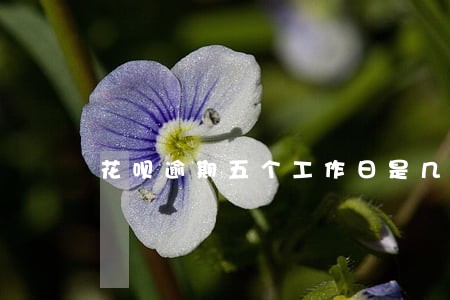 花呗逾期五个工作日是几天 花呗逾期五个工作日是几天