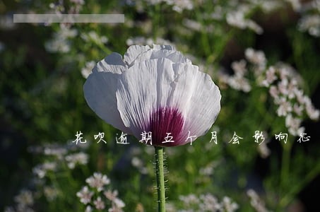 花呗逾期五个月会影响征信吗 花呗逾期五个月会影响征信吗