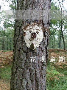 花呗逾期五个月会有违约金吗 花呗逾期五个月会有违约金吗