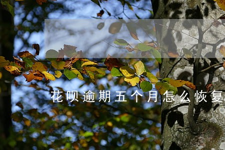 花呗逾期五个月怎么恢复