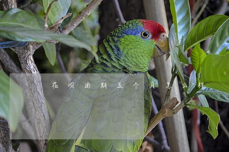花呗逾期五个月怎么样 花呗逾期五个月怎么样