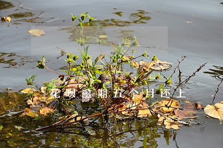 花呗逾期五个月还上 花呗逾期五个月还上