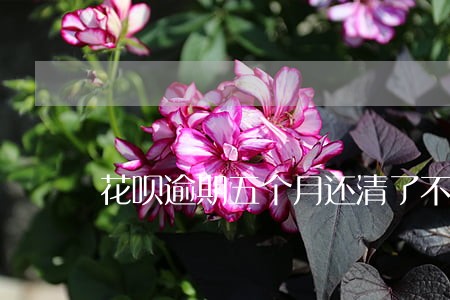 花呗逾期五个月还清了不能用 花呗逾期五个月还清了不能用
