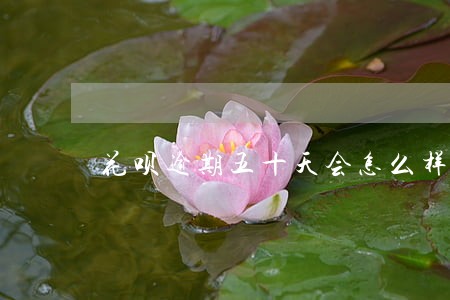 花呗逾期五十天会怎么样 花呗逾期五十天会怎么样