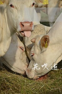 花呗逾期五千会不会上征信