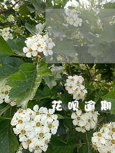 花呗逾期五天了会上征信吗 花呗逾期五天了会上征信吗