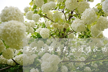 花呗逾期五天会被催收吗 花呗逾期五天会被催收吗