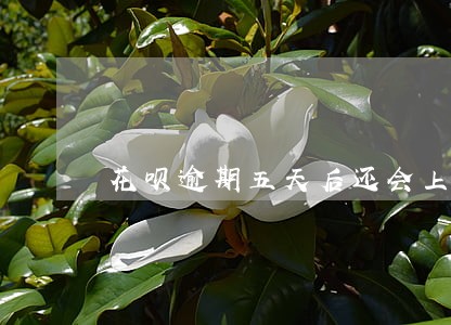 花呗逾期五天后还会上个人征信吗 花呗逾期五天后还会上个人征信吗