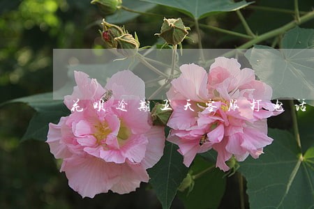 花呗逾期五天客服打电话通知 花呗逾期五天客服打电话通知