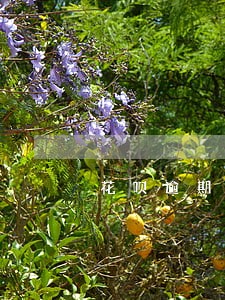 花呗逾期五天影响房贷吗 花呗逾期五天影响房贷吗
