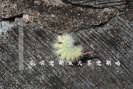花呗逾期五天算逾期吗 花呗逾期五天算逾期吗