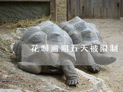 花呗逾期五天被限制