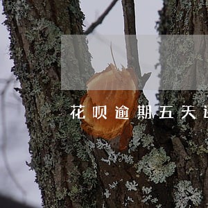 花呗逾期五天还能继续使用吗 花呗逾期五天还能继续使用吗