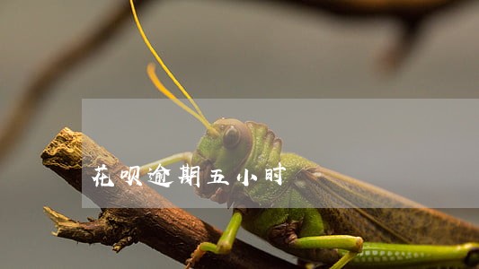 花呗逾期五小时 花呗逾期五小时