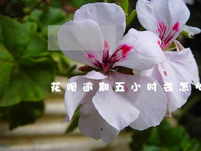 花呗逾期五小时会怎么样 花呗逾期五小时会怎么样