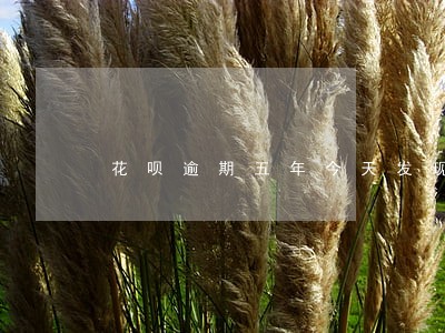 花呗逾期五年今天发现了花呗入口 花呗逾期五年今天发现了花呗入口