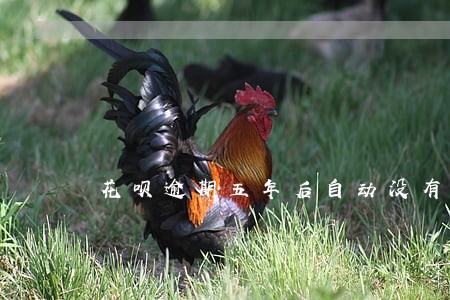 花呗逾期五年后自动没有吗 花呗逾期五年后自动没有吗