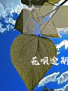 花呗逾期五年怎么跟客服协商 花呗逾期五年怎么跟客服协商