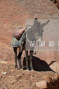 花呗逾期五百多天了怎么协商处理 花呗逾期五百多天了怎么协商处理