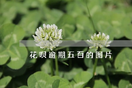 花呗逾期五百的图片 花呗逾期五百的图片