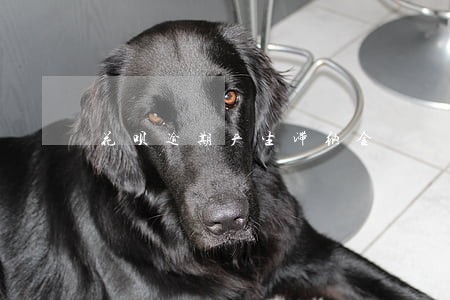 花呗逾期产生滞纳金 花呗逾期产生滞纳金