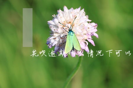 花呗逾期什么情况下可以申诉 花呗逾期什么情况下可以申诉