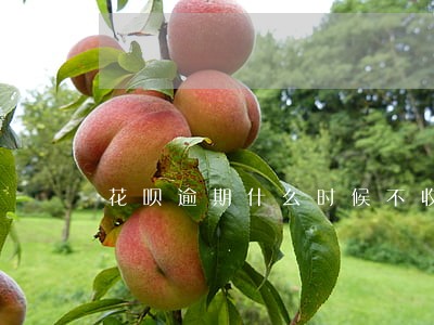 花呗逾期什么时候不收取利息 花呗逾期什么时候不收取利息