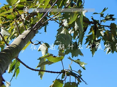 花呗逾期什么时候恢复使用 花呗逾期什么时候恢复使用