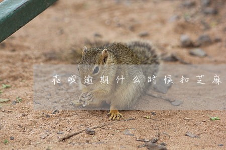 花呗逾期什么时候扣芝麻分 花呗逾期什么时候扣芝麻分