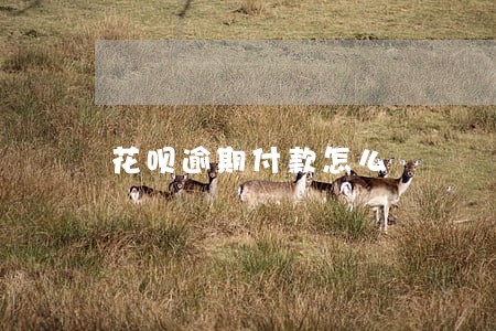 花呗逾期付款怎么 花呗逾期付款怎么