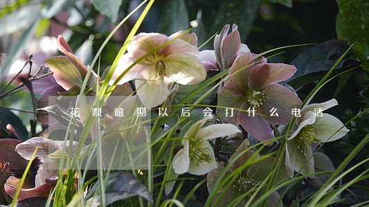 花呗逾期以后会打什么电话 花呗逾期以后会打什么电话