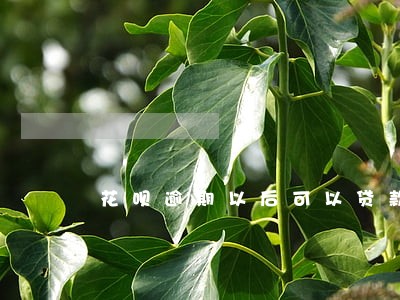 花呗逾期以后可以贷款吗 花呗逾期以后可以贷款吗